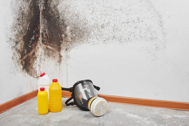 Best Basement Mold Remediation in Hazardville, CT