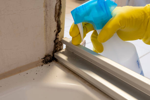 Best Black Mold Remediation in Hazardville, CT