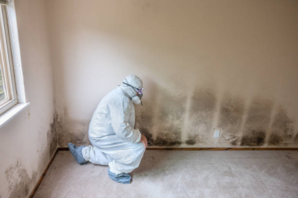 Best Bathroom Mold Remediation in Hazardville, CT